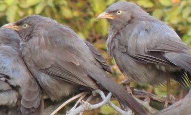 jungle-babblers-in-Lucknow-India-bird-festival-uttar-pradesh-2 (2)
