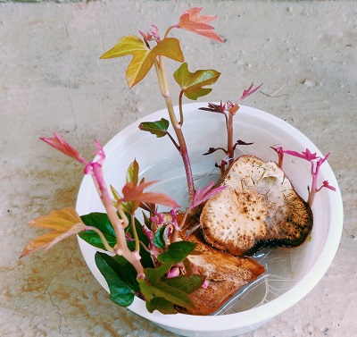 IMG_20190311_091629__01