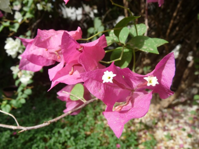 bougainvillae flower
