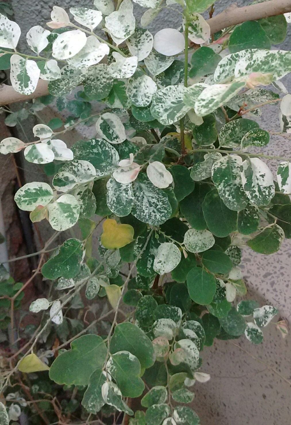 snow bush.jpg