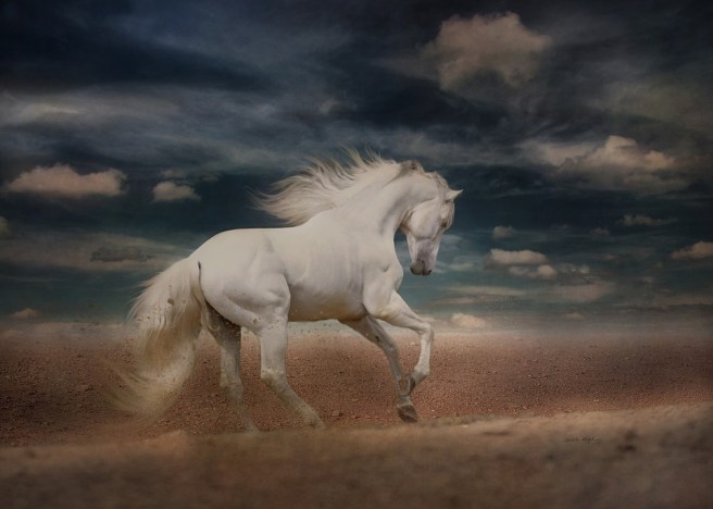 white-horse-4031101_960_720