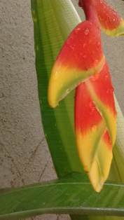 crabs claw close 2.jpg