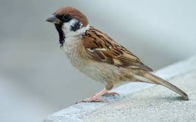 sparrow