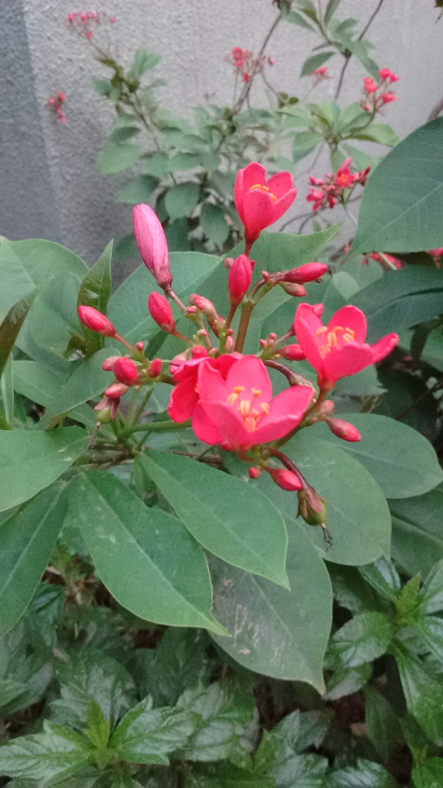 IMG_20200306_071238550 (1).jpg