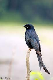 Drongo