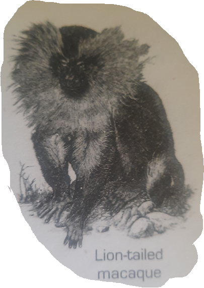 Lion tailed Macaque