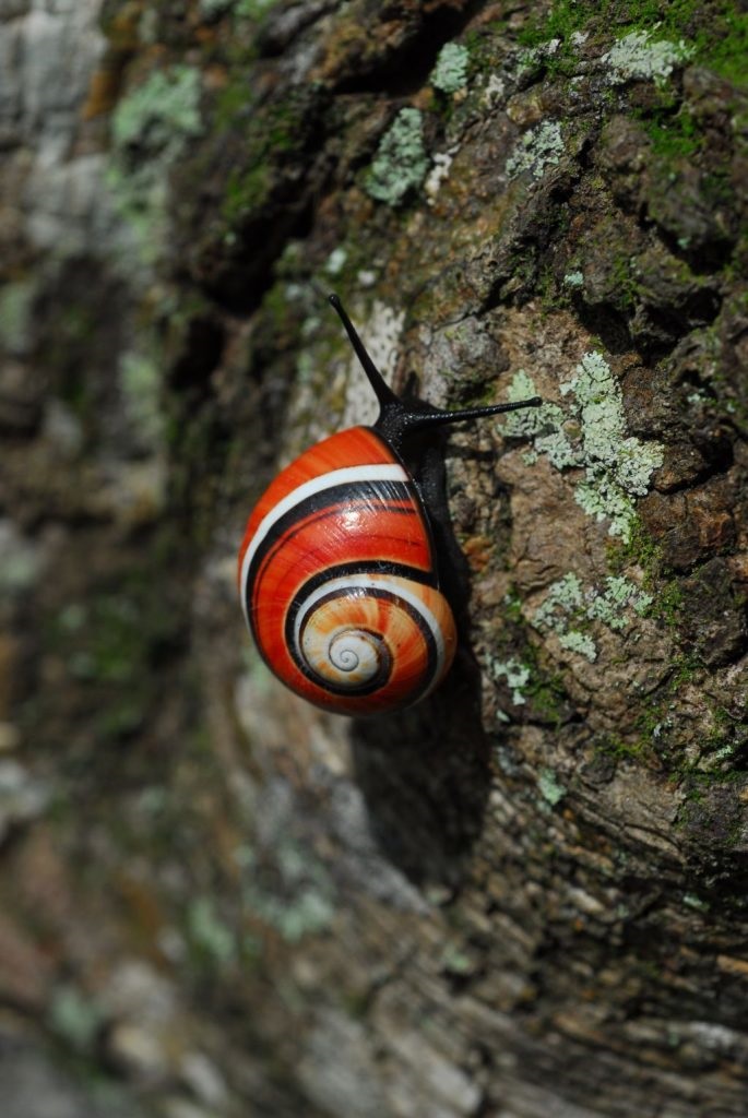Painted Snail