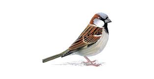 Sparrow