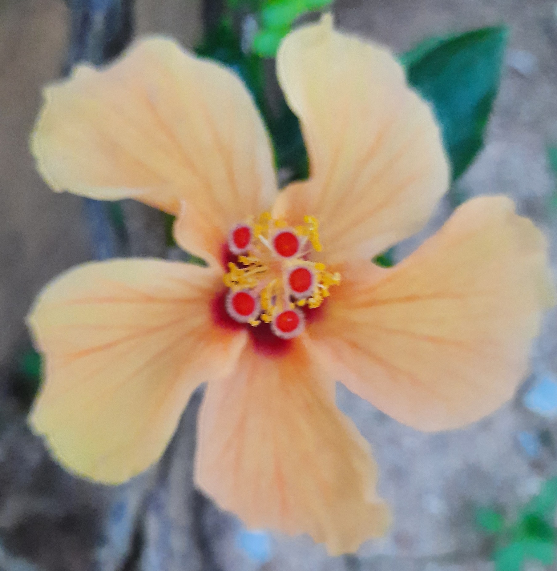 Hibiscus