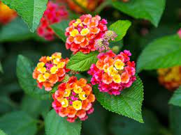 lantana