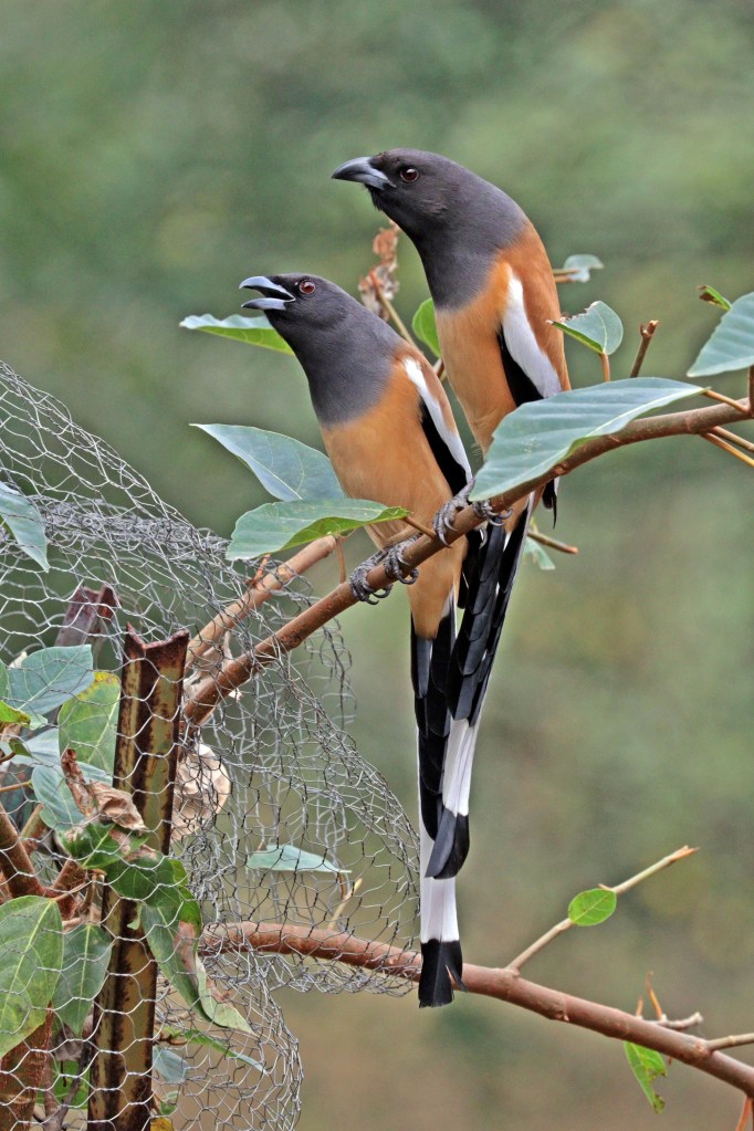 Rufous treepie