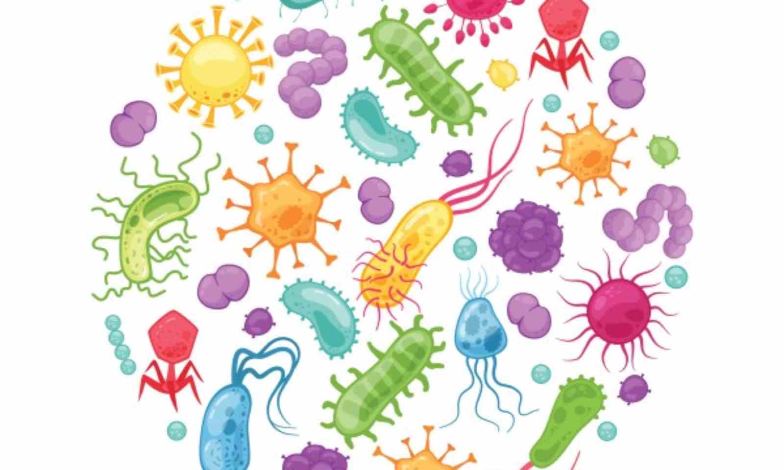 Gut bacteria