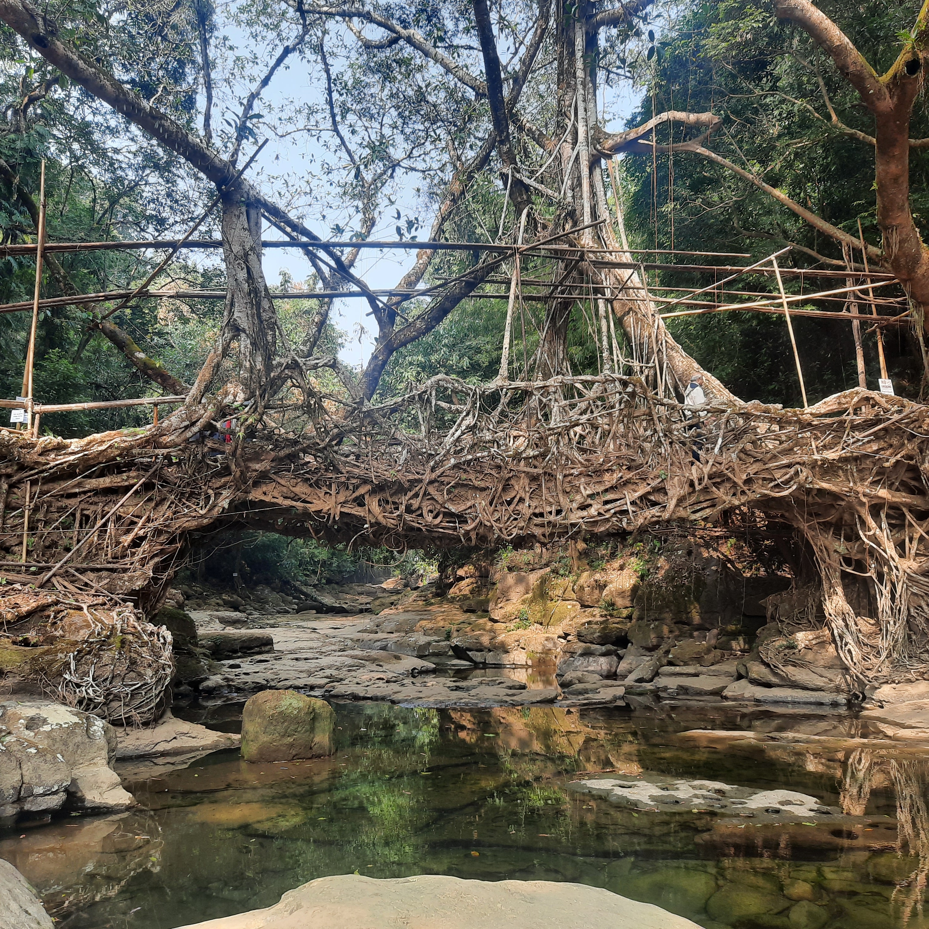 Living Root Bridge