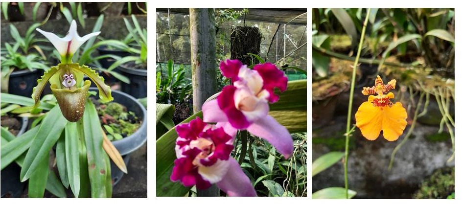 Orchids