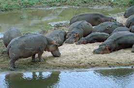Hippos