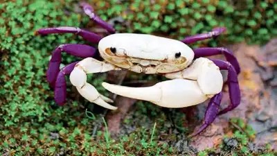 crab