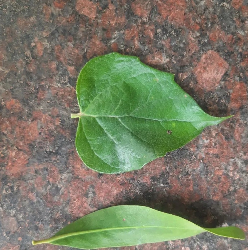 LeLeaves of Night-flowering Jasmine and Loranthus
