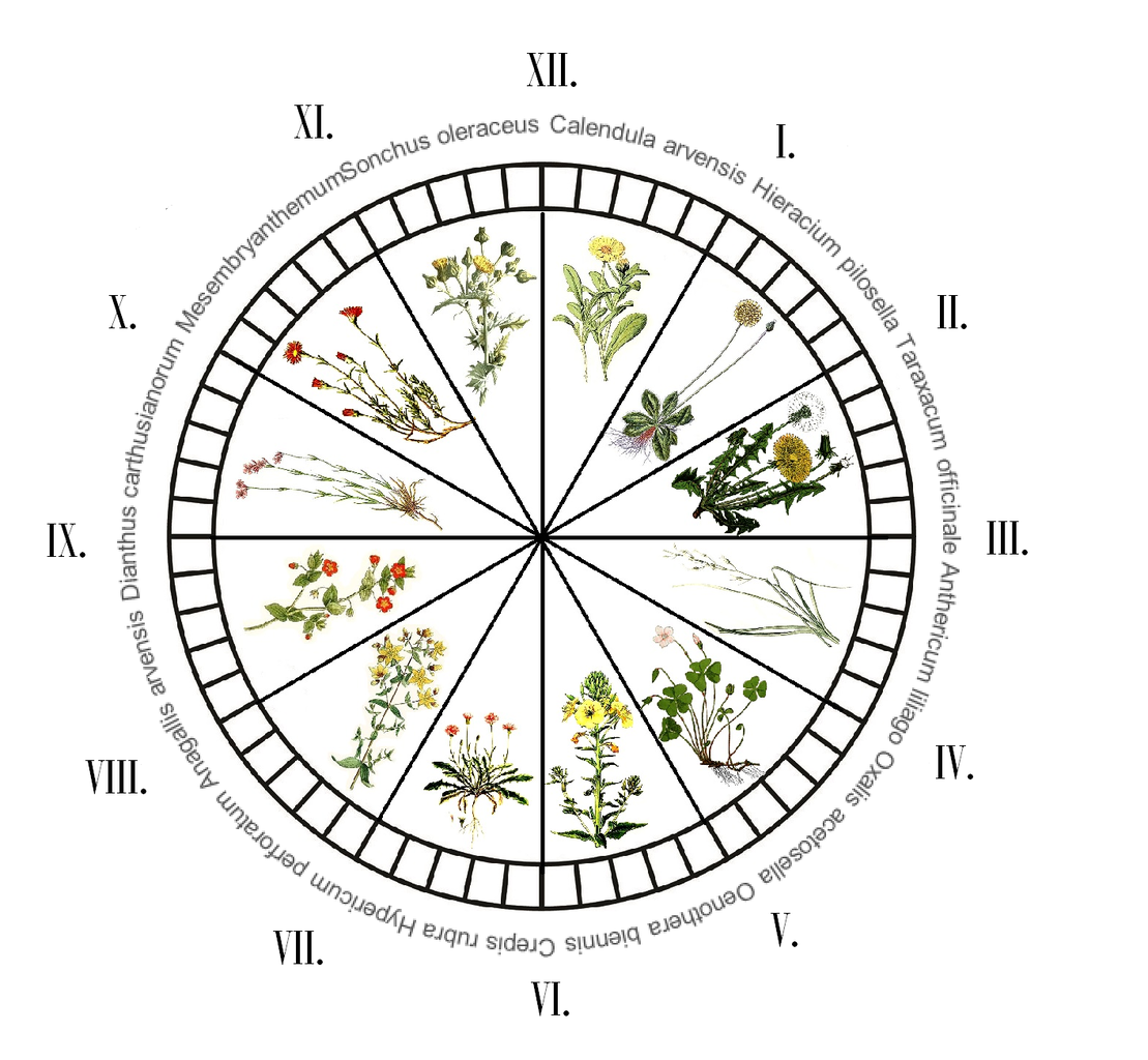 The Ultimate Flower-Clock – Millennial Matriarchs