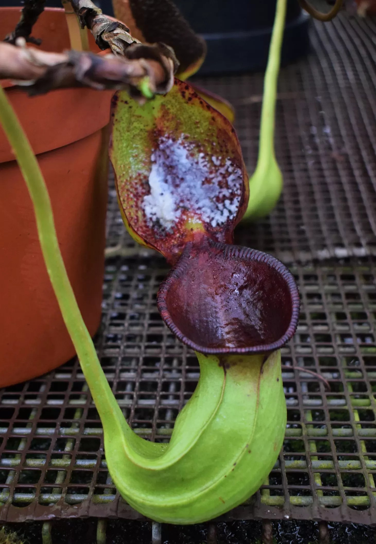 The Curious Case of Poop-Eating Plants  Millennial Matriarchs